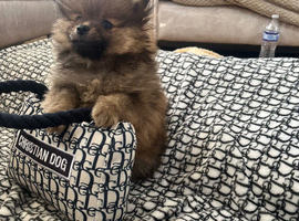 Pomeranian puppy