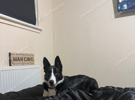 Beautiful male border collie