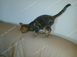 Gorgeous gold grey bengal boy Ready now