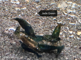 Green Jade, Golden Dream and Blue Diamond Shrimp shrimp