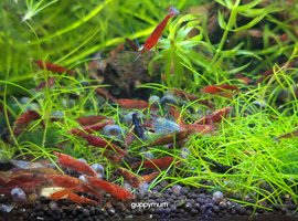 15 HIGH GRADE CHERRY SHRIMP