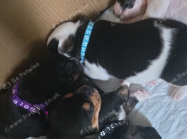 American bull jack puppies