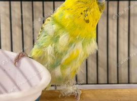 Female budgies