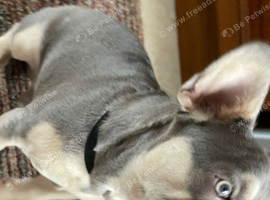 French bulldog