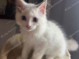 Last maleRagdoll kitten