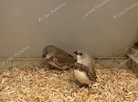 Diamond Firetails