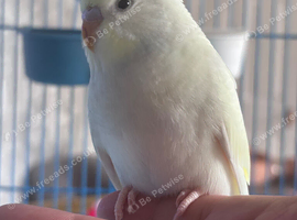 Baby budgie budgerigar parakeet