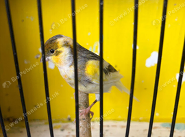 canary