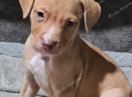 7wk old American Bully puppies