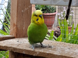for sale budgie male