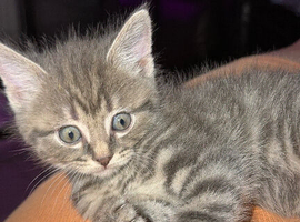 5 gorgeous grey kittens