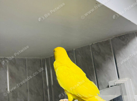 Baby yellow Ringneck for sale