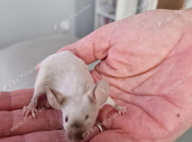 Baby Siamese mice for sale 6wls old
