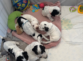 6 beautiful sprocker cross puppy's for sale