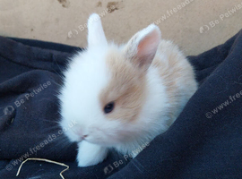 5 beautiful mini lops for reserving