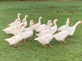 1 female embden goose