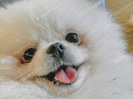 HOTTEST STUD IN TOWN KIMCHI