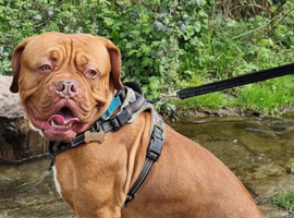 Dogue de bordeaux for stud
