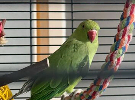Green Indian ringneck