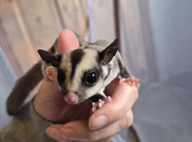 Male grey sugar glider ready to leave