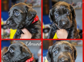 Labrador puppies