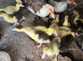 Muscovy ducklings for sale