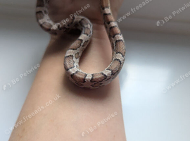 Corn snake for sale