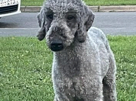 Bedlington terrier stud