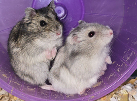 Baby Russian Hamsters