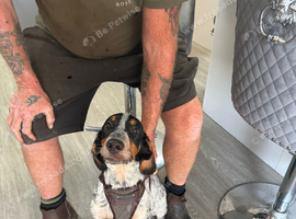 5-Month-Old Cocker Spaniel &times; Border Collie Puppy Looking for His Forever Home