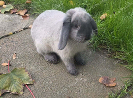 6 month old mini lop doe