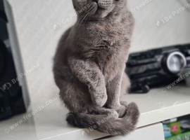 Bicolour British Shorthair