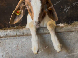 Boer Goat kids for sale