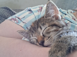 Tabby kitten