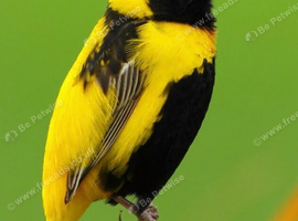 Yellow bishops