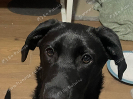 Labrador x Rottweiler looking for home!