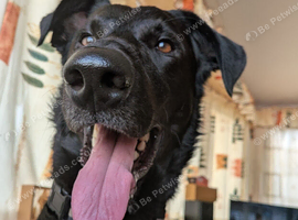 Crunchy 3 yr old Labrador cross