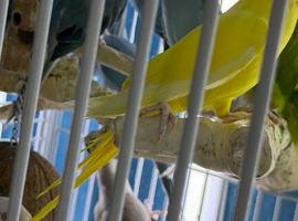 Baby&rsquo;s Indian Ringneck parrots