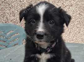 Gorgeous collie pups for sale