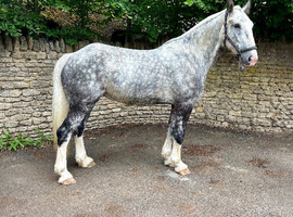 Stunning 16.1 4 yr old ID x cob mare dapple grey