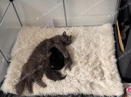 3 female kittens