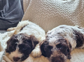 Cocker spaniel X Lagotto Romagnolo pups