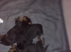 Chunky pups for sale deposit required