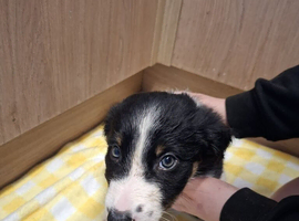 4 male Border Collie puppies for sale
