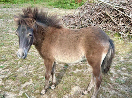 Miniature British Spotted Pony Filly