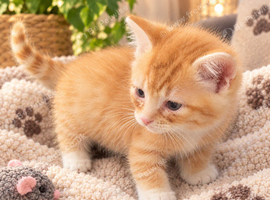 Munchkin Siberian cross ginger kitten boys with beautiful markings