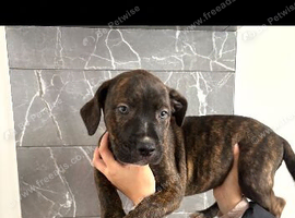 American bulldog puppies