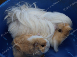 3 Peruvian Long Haired Sows