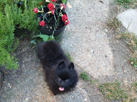 Ozzie 6 month old House trained black Pomeranian boy ready to leave
