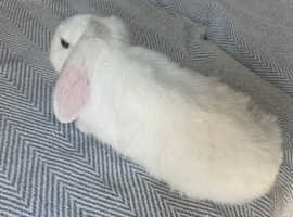 Female lop rabbit